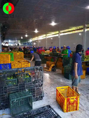 工程團(tuán)隊(duì)實(shí)地現(xiàn)場(chǎng)考察,為客戶提供整套芒果加工生產(chǎn)線方案!