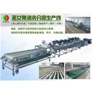 圣女果清洗風干分級生產線(視頻)